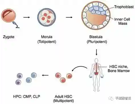 细胞产品的升级版，基因改造干细胞