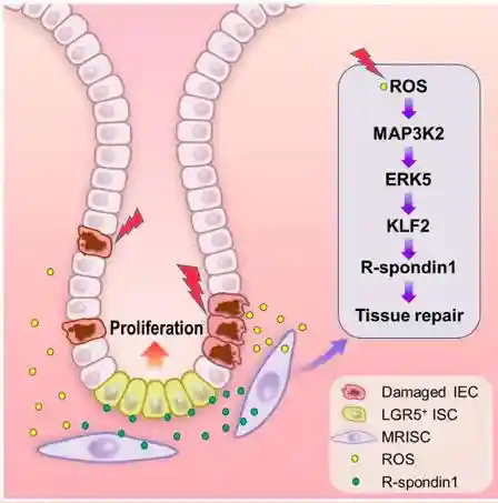 《自然》：上海科学家发现新型肠道间质细胞，为肠道修复再生及疾病治疗提供新思路