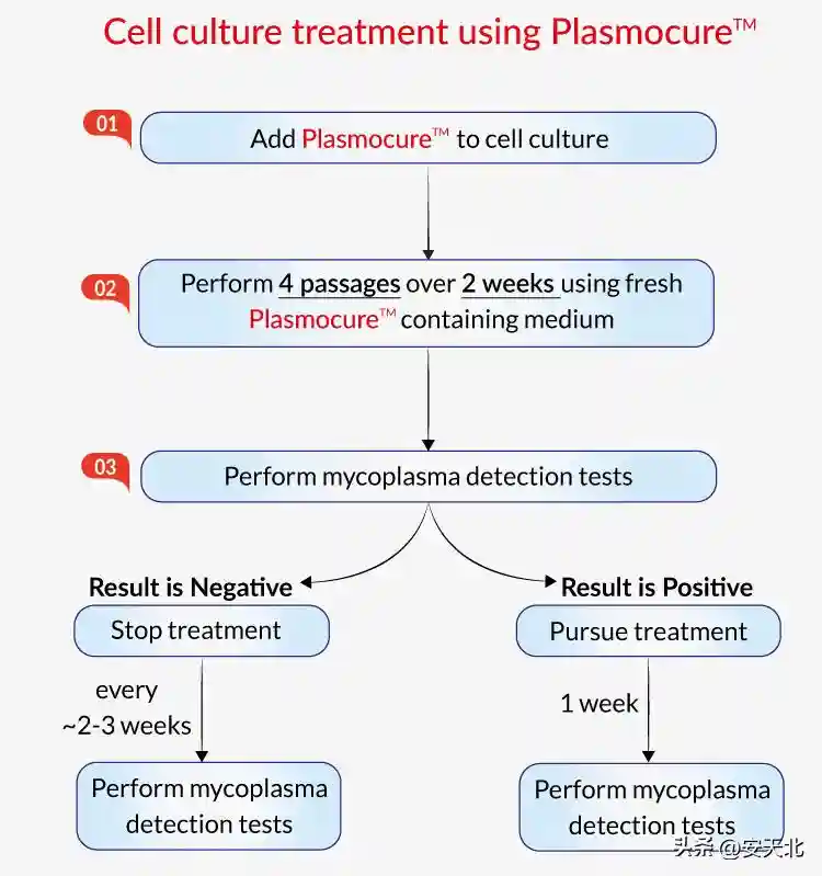支原体污染的检测、清除和预防攻略，快来收藏