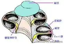 关于人工耳蜗，你想知道的都在这里！