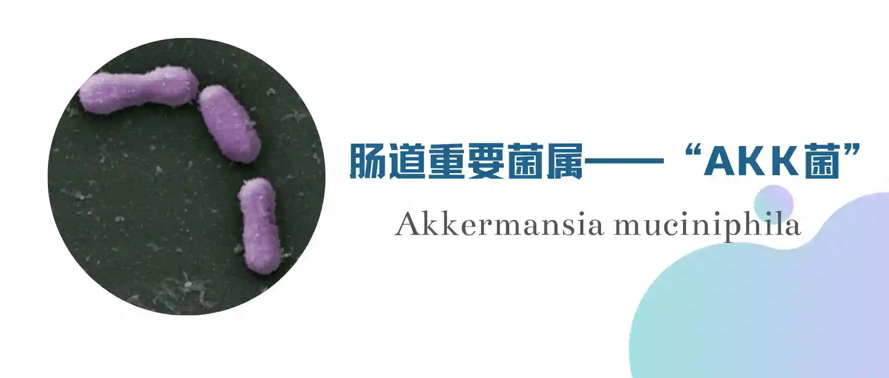 肠道重要菌属——Akkermansia Muciniphila，它如何保护肠道健康