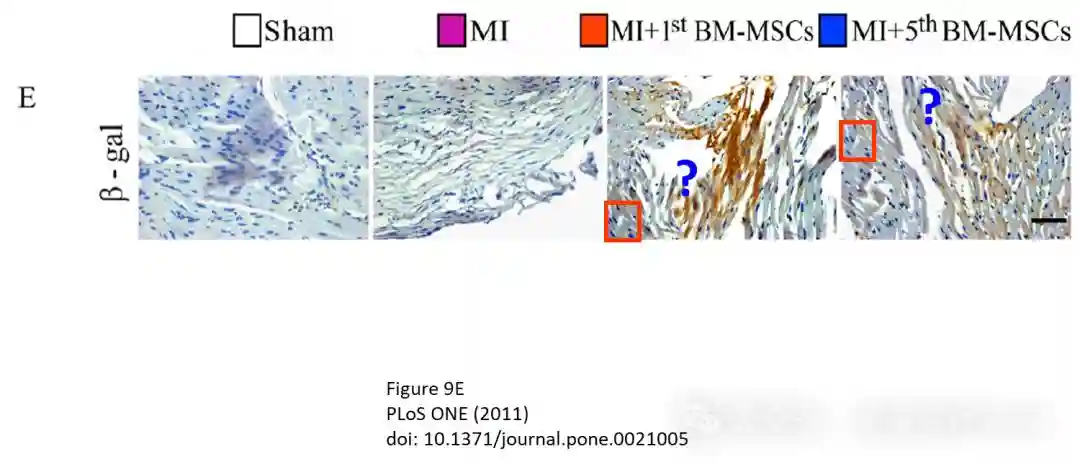 系列质疑3：南京医科大学骨与干细胞研究中心主任论文图片操纵