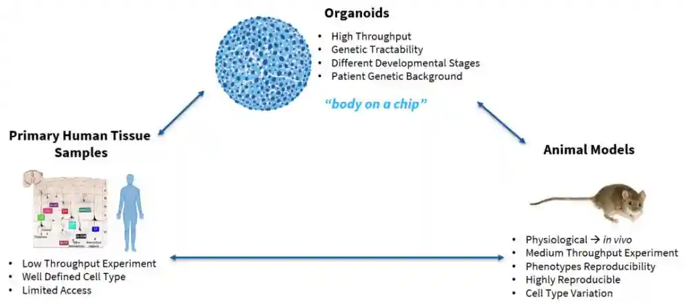 Nature Methods：类器官！