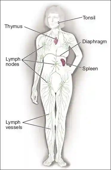 “非霍奇金淋巴瘤”是个什么鬼？是它就是它，那个带走熊顿的坏人