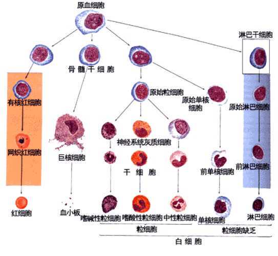 衰老究竟是怎样发生的？专家揭示衰老过程9“特征”