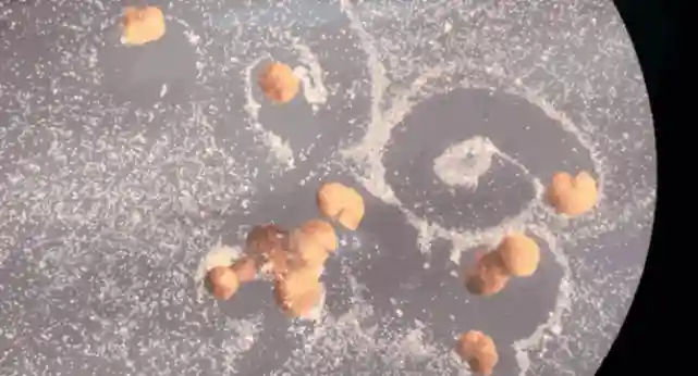 全球首个活体机器人能“自己生孩子”！专家：短时间内很难对人类有威胁