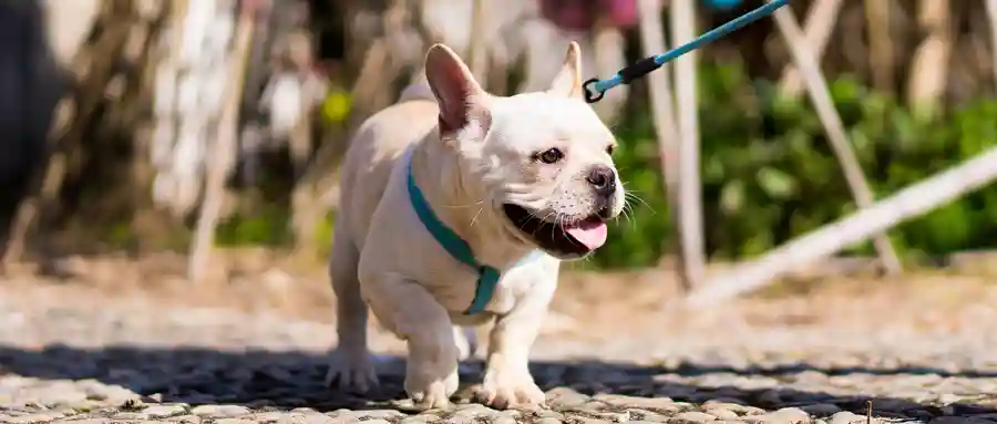 下半身瘫痪的狗，三天后站了起来！日本宠物再生医疗