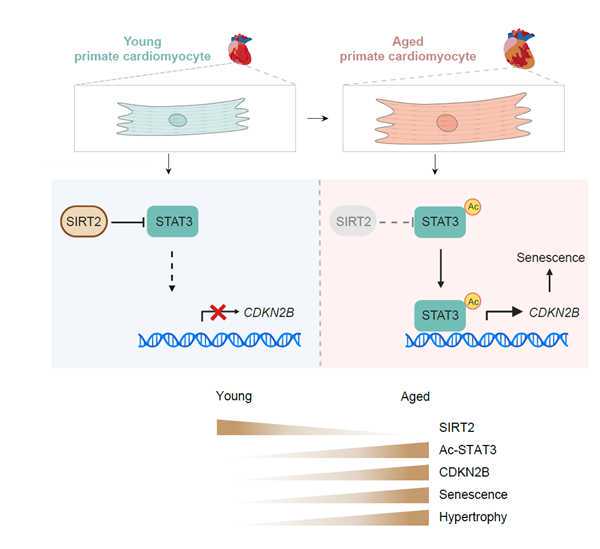 延缓衰老的习惯，健康生活，锻炼体魄