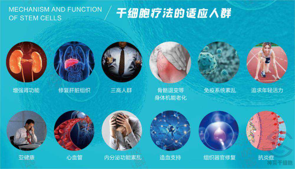 常见的几种肿瘤小鼠模型及其优缺点有哪些？如何选择？