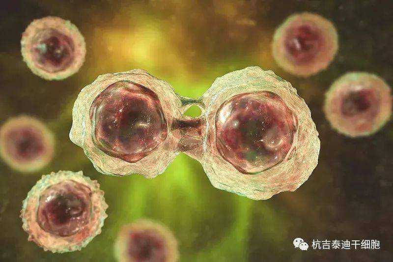 调节性T细胞亚群在肝移植中的作用及临床应用进展