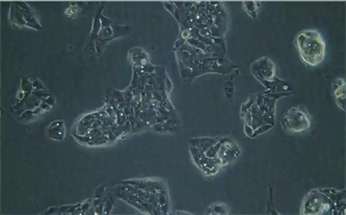 大鼠肝细胞的知识解析及应用