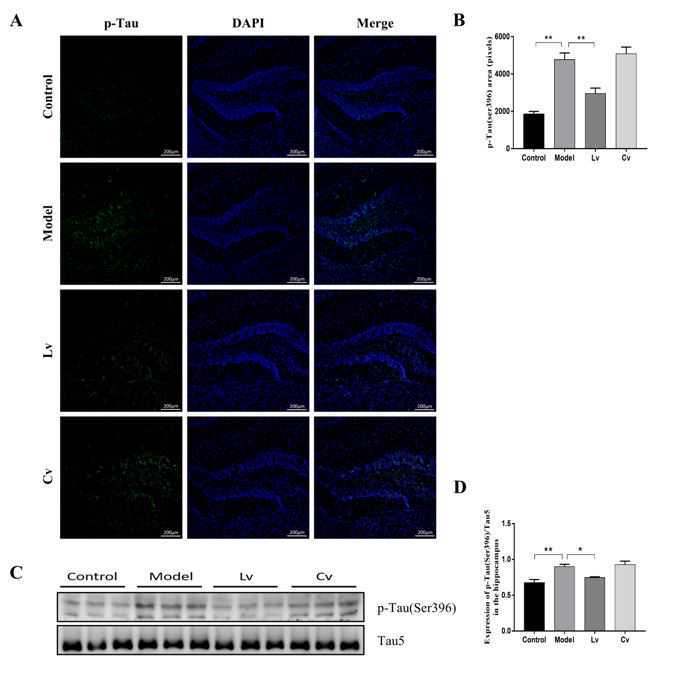 人参，中华本草第一药！细数那些“参差不齐”的参