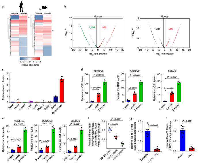 从环节动物到脊椎动物，揭示人类大脑进化奥秘