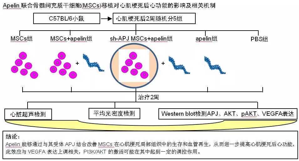 骨髓纤维化是什么样的疾病？原发性骨髓纤维化特征表现