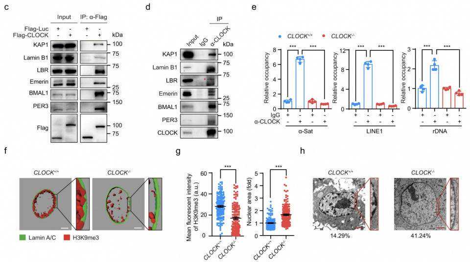 为生命“续航”！武警战士为血液病患儿捐造血干细胞