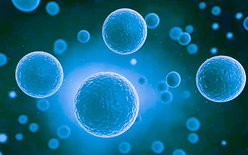 美国加利福尼亚大学Tanzila Mukhtar和Verdon Taylor发现在神经发育过程中的动态转录程序