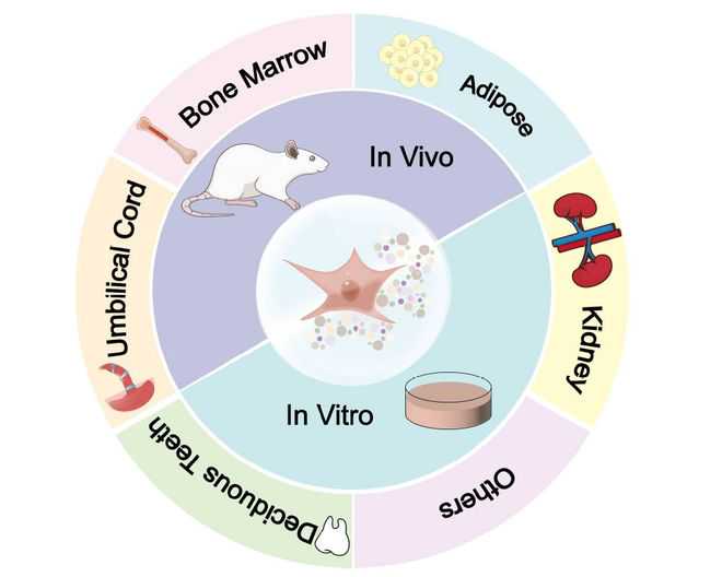 一篇文章带你了解神经细胞
